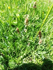Plantago alpina