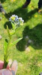 Myosotis nemorosa