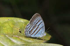 Caeruleuptychia