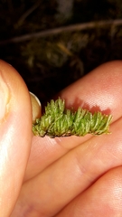 Hymenophyllum multifidum
