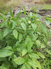 Phytolacca americana