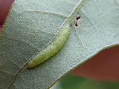 Macrodiplosis qoruca