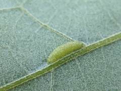 Macrodiplosis qoruca