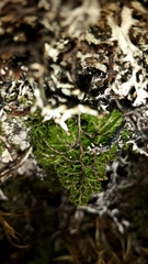 Hymenophyllum multifidum