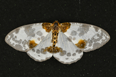 Abraxas amicula-illuminata