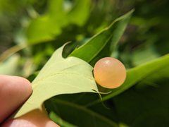 Amphibolips nubilipennis