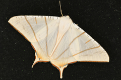 Ourapteryx
