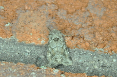 Lacinipolia lustralis