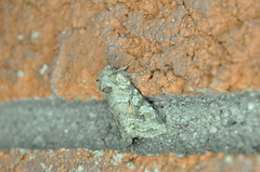 Lacinipolia lustralis