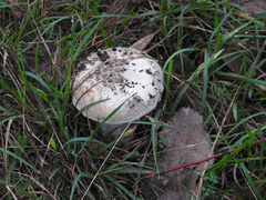 Amanita ananiceps
