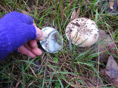 Amanita ananiceps