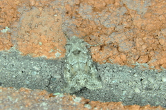 Lacinipolia lustralis