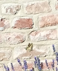 Papilio machaon