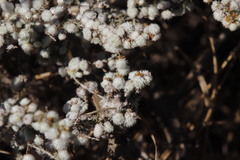 Schizomyia scheppigi