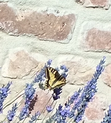 Papilio machaon
