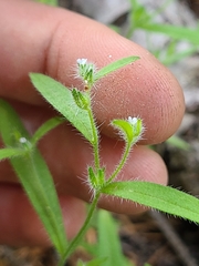 Cryptantha torreyana
