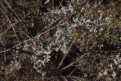 Schizomyia scheppigi