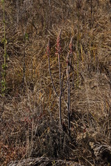 Aloe greatheadii davyana