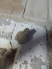 Bufotes boulengeri