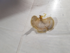 Padina pavonica