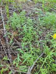 Cryptantha torreyana
