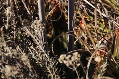 Aloe greatheadii davyana