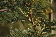 Acacia decurrens