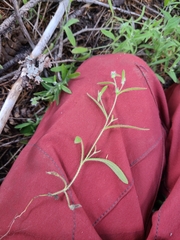 Cryptantha torreyana
