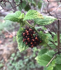 Euthyrhynchus floridanus
