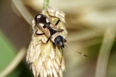 Raglius confusus