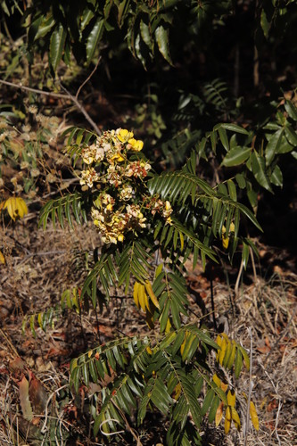 Image of Senna petersiana by (c) Tony Rebelo, some rights reserved (CC BY-SA)