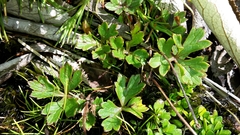 naturewatchwidow, CC BY, iNaturalist via GBIF Ranunculus verticillatus, photograph naturewatchwidow, CC BY, iNaturalist via GBIF
