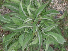Pilosella aurantiaca