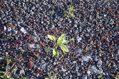 Xanthium orientale riparium