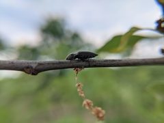 Hadromorphus inflatus