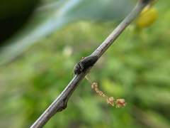 Hadromorphus inflatus