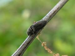 Hadromorphus inflatus