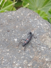 Monticomorpha flavolimbata