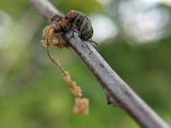 Hadromorphus inflatus