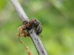 Hadromorphus inflatus