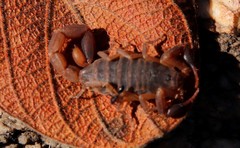 Pseudolychas ochraceus