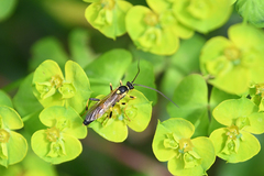 Amblyteles armatorius