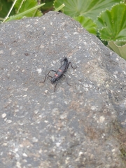 Monticomorpha flavolimbata