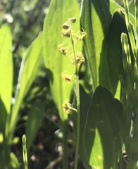 Pectiantia pentandra