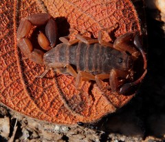 Pseudolychas ochraceus