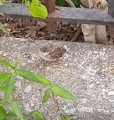 Passer domesticus