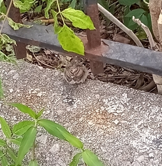 Passer domesticus