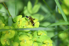 Amblyteles armatorius