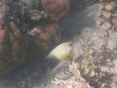 Chrysiptera unimaculata