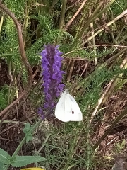 Pieris rapae